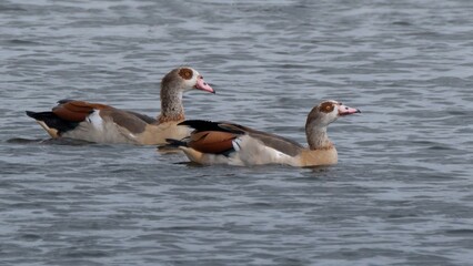 Pair of Egyptian Geese