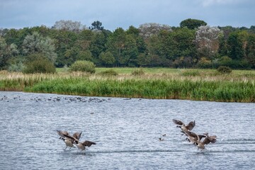 Canadian Geese landing on a lake