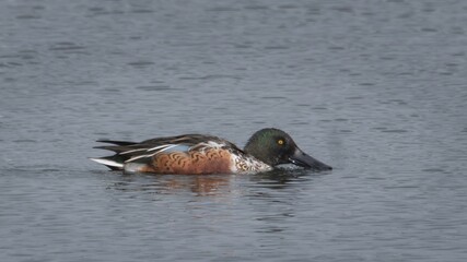 Northern Shoveler duck feeding on a lake