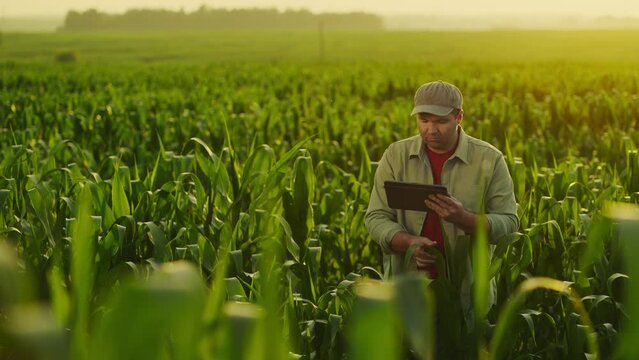 Agriculturist Examining Maize Plants In Field, Making Notes In Tablet, Technology In Agribusiness