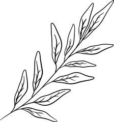 Sage Leaves Hand Drawn Isolated Vector