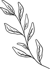 Sage Leaves Hand Drawn Isolated Vector