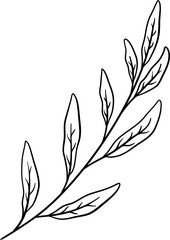 Sage Leaves Hand Drawn Isolated Vector