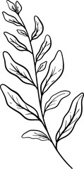 Sage Leaves Hand Drawn Isolated Vector