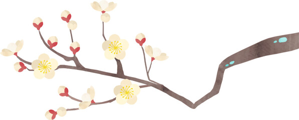 白い梅の花のイラスト - obrazy, fototapety, plakaty