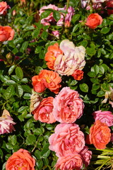 Rosa chinensis (Butterfly Rose, China Rose) native to south and central China.