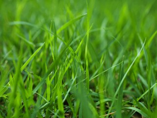 Fototapeta na wymiar Macro green grass with sunlight 