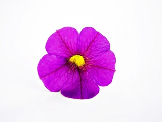 Colorful Petunia flowers isolate on white background
