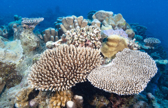 Coral reef covered with fish