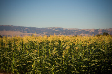 Agricultural corn field growing in October in Fall afternoon light in foreground, with mountain ranges and sky rising up majestically.  San Martin, CA.  Concept of farming, nature, scenic, no people 1