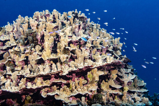 Coral reef covered with fish
