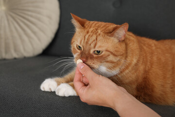 Woman giving vitamin pill to cute ginger cat on couch indoors, closeup