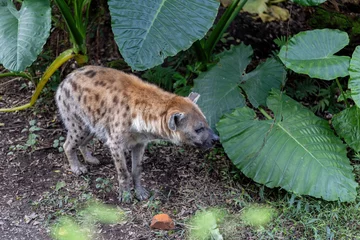 Tragetasche African spotted hyena with Giant Elephant's Ear © jenhung