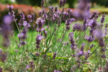 Beautiful lavender flowers growing in garden on summer day