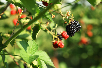 Ripe blackberries growing on bush outdoors, closeup