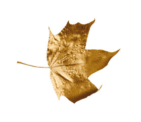 Fototapeta premium One golden maple leaf isolated on white. Autumn season