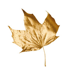 Fototapeta premium One golden maple leaf isolated on white. Autumn season