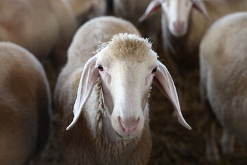 Portrait of sheep at farm. Cute animals