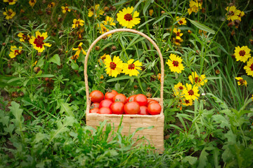 Red cherry tomatoes in a wicker basket in grass near flowers.