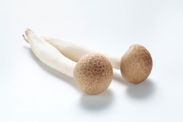 Brown beech mushrooms, Shimeji mushroom on white background. Close-up.