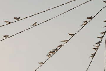 Group of Bird the barn swallow perched in the cable - Powered by Adobe