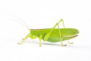 green grasshopper isolated on white background.