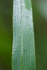 Water drops on green leaves background.
