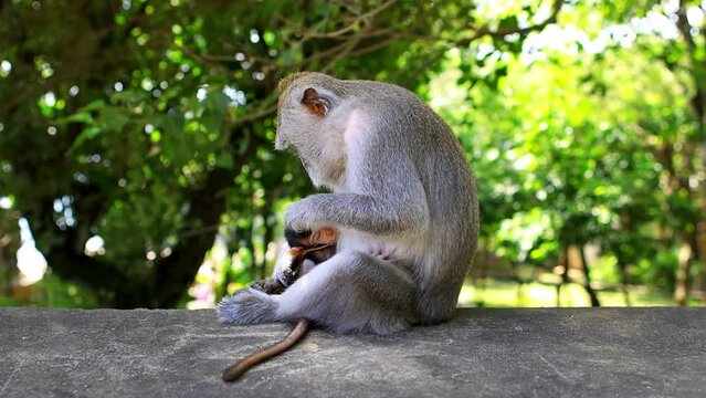 Caring monkey mother with a baby monkey in Bali at the Uluwatu temple, adorable Indonesian macaque sitting in a balinese temple, tourism in Indonesia