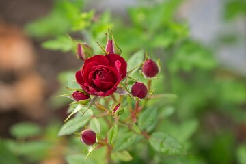herbstliche Minirosen
