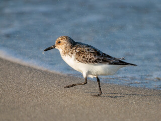 Sanderling caught up in a sandstorm on Pea Island NWR