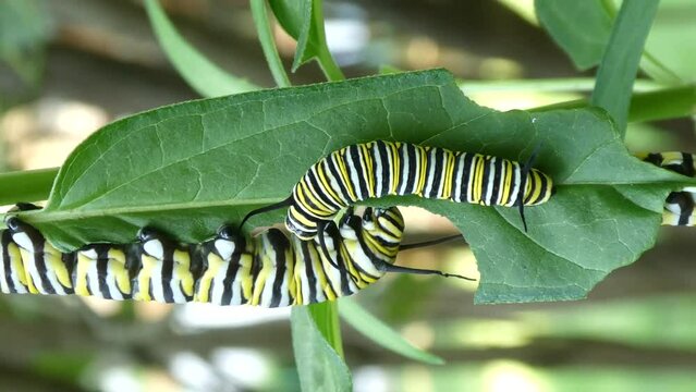 Monarch butterfly caterpillars fighting over milkweed leaf