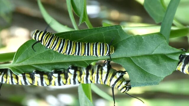 Monarch butterfly caterpillar inching and crawling on leaf