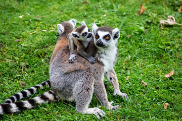 The closeup image of a Ring-tailed lemur (Lemur catta) with a baby. It is a large strepsirrhine primate and the most recognized lemur due to its long, black and white ringed tail.  © Danny Ye