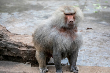 the closeup image of Hamadryas baboon (Papio hamadryas).  
It is a species of baboon from the Old...