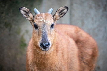 The red goral (Naemorhedus baileyi) is a species of even-toed ungulate in the subfamily Caprinae in the family Bovidae. It is found in India, Tibet and Myanmar.