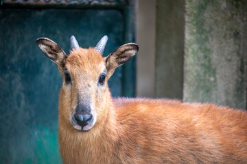 The red goral (Naemorhedus baileyi) is a species of even-toed ungulate in the subfamily Caprinae in the family Bovidae. It is found in India, Tibet and Myanmar. - obrazy, fototapety, plakaty