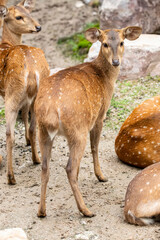the closeup image of Indian hog deer (Axis porcinus).
It is a small deer. It gets its name from the hog-like manner in which it runs through the forests with its head hung low.