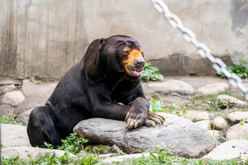 sun bear is a species occurring in tropical forest habitats of Southeast Asia. 
Its fur is usually jet-black, short, and sleek with some under-wool.
a whorl occurs in the centre of the breast patch - obrazy, fototapety, plakaty