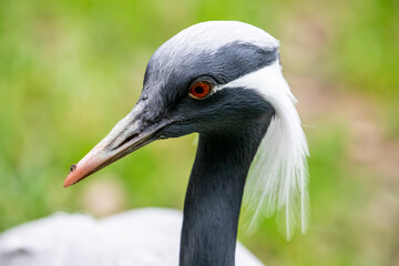 The  head of demoiselle crane (Grus virgo). It is a species of crane found in central Eurosiberia, ranging from the Black Sea to Mongolia and North Eastern China. 