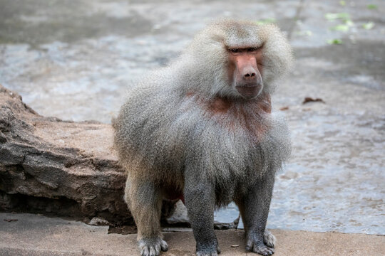 the closeup image of Hamadryas baboon (Papio hamadryas).  
It is a species of baboon from the Old World monkey family. It appears in various roles in ancient Egyptian religion.