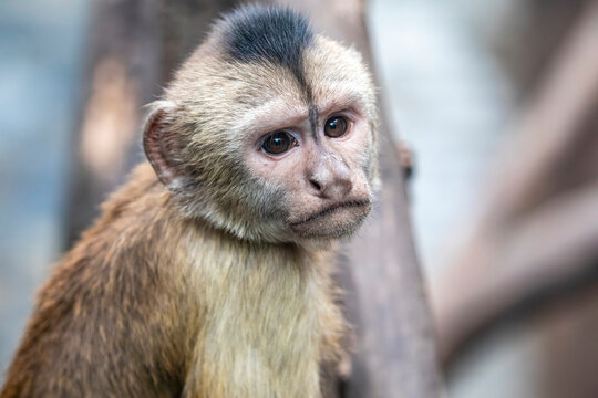 The wedge-capped capuchin (Cebus olivaceus) is a capuchin monkey from South America. It is found in northern Brazil, Guyana and Venezuela.