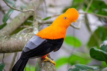The male Andean cock-of-the-rock (Rupicola peruvianus) is a large passerine bird of the cotinga...