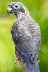 The dusky parrot (Pionus fuscus) is a medium-sized mainly dark brownish-gray parrot of the genus Pionus in the true parrot family.
The natural habitat is humid lowland forest. 