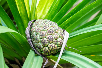 The fruit of thatch screwpine (Pandanus tectorius) is a species of Pandanus (screwpine) that is...