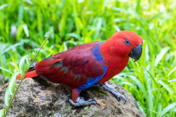 The female eclectus parrot (Eclectus roratus) is a parrot native to the Solomon Islands, Sumba, New Guinea and nearby islands, northeastern Australia, and the Maluku Islands (Moluccas).