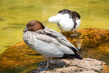 The male Australian wood duck (Chenonetta jubata) is a dabbling duck found throughout much of...