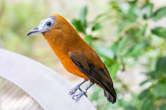 The capuchinbird  (Perissocephalus tricolor) is a large passerine bird of the family Cotingidae. 
It is found in humid forests  in north-eastern South America.