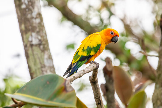 the closeup image of Sun parakeet.
A medium-sized, vibrantly colored parrot native to northeastern South America. The adult male and female are similar in appearance