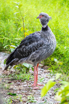 The southern screamer (Chauna torquata) is a species of bird in family Anhimidae of the waterfowl order Anseriformes. It is found in Argentina, Bolivia, Brazil, Paraguay, Peru, and Uruguay