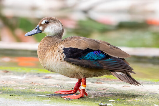 The female Brazilian teal (Amazonetta brasiliensis) is the only duck in the genus Amazonetta. It is widely distributed in eastern South America.